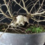 Carpinus Coreana - immagine 10