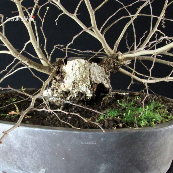 Carpinus Coreana - immagine 10