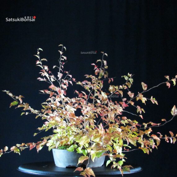 Carpinus Coreana - immagine 2