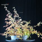 Carpinus Coreana - immagine 3
