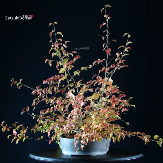 Carpinus Coreana - immagine 4