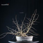 Carpinus Coreana - immagine 5