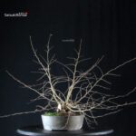 Carpinus Coreana - immagine 6