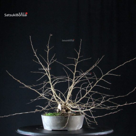 Carpinus Coreana - immagine 6