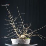 Carpinus Coreana - immagine 7