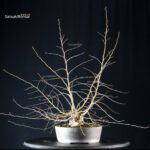 Carpinus Coreana - immagine 8