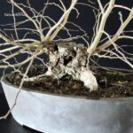 Carpinus Coreana - immagine 9