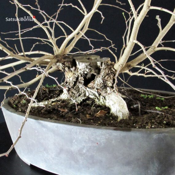 Carpinus Coreana - immagine 9