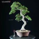 Azalea Satsuki YAMA NO HIKARI - immagine 6