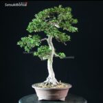 Azalea Satsuki YAMA NO HIKARI - immagine 9