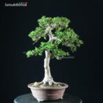 Azalea Satsuki YAMA NO HIKARI - immagine 7