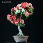 Azalea Satsuki YAMA NO HIKARI - immagine 3