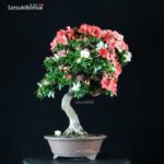 Azalea Satsuki YAMA NO HIKARI - immagine 4