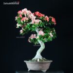 Azalea Satsuki YAMA NO HIKARI - immagine 5