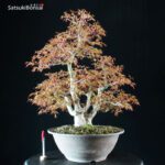 Acero Palmato Yamamomiji - immagine 5