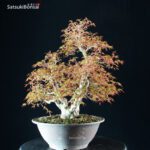 Acero Palmato Yamamomiji - immagine 7