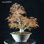 Acero Palmato Yamamomiji - immagine 8