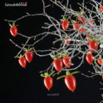 Diospyros Rhombifolia - immagine 2