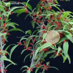 Ilex serrata Koshobai - immagine 2