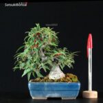 Ilex serrata Koshobai - immagine 8