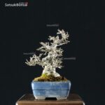 Ilex serrata Koshobai - immagine 13