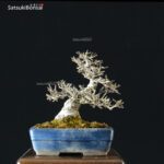 Ilex serrata Koshobai - immagine 14