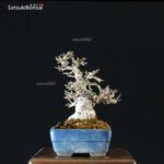 Ilex serrata Koshobai - immagine 15