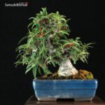 Ilex serrata Koshobai - immagine 7