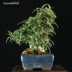 Ilex serrata Koshobai - immagine 9