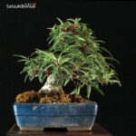 Ilex serrata Koshobai - immagine 10