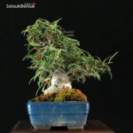 Ilex serrata Koshobai - immagine 11