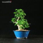 Acero Palmato Shishigashira - immagine 2