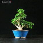 Acero Palmato Shishigashira - immagine 4