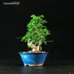 Acero Palmato Shishigashira - immagine 3