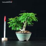 Acero Palmato Shishigashira - immagine 3