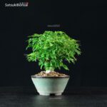 Acero Palmato Shishigashira - immagine 4