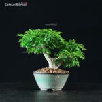 Acero Palmato Shishigashira - immagine 6