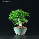 Acero Palmato Shishigashira - immagine 5