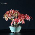 Acero Palmato Shishigashira - immagine 2