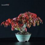 Acero Palmato Shishigashira