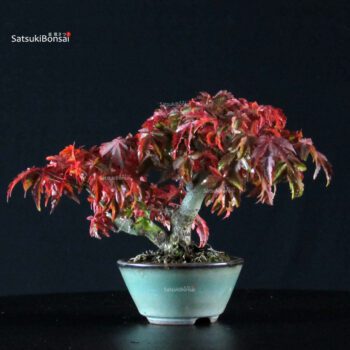 Acero Palmato Shishigashira