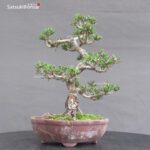 Pinus Thunbergii Kuromatsu Sunsho - immagine 4