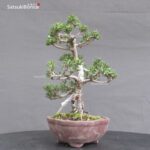 Pinus Thunbergii Kuromatsu Sunsho - immagine 5