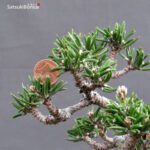 Pinus Thunbergii Kuromatsu Sunsho - immagine 2