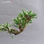 Pinus Thunbergii Kuromatsu Sunsho - immagine 6