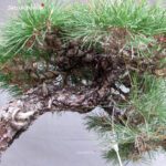 Pinus Thunbergii Kuromatsu - immagine 4