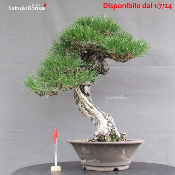 Pinus Thunbergii Kuromatsu YAMADORI RISERVATO