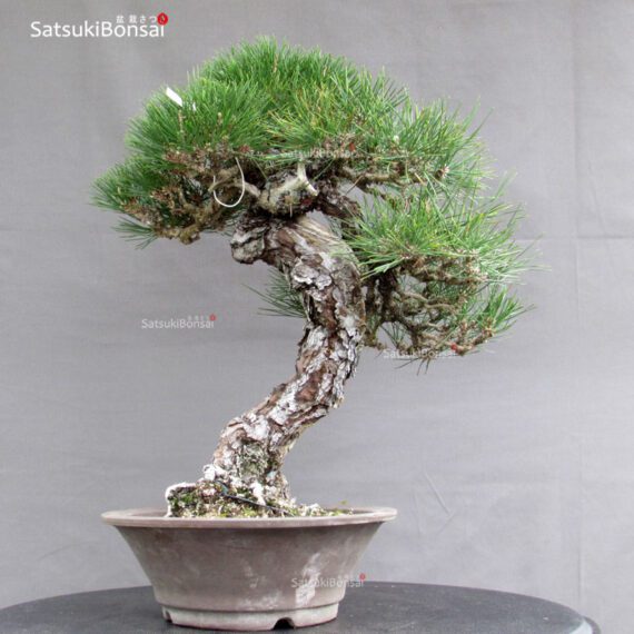 Pinus Thunbergii Kuromatsu YAMADORI RISERVATO - immagine 3