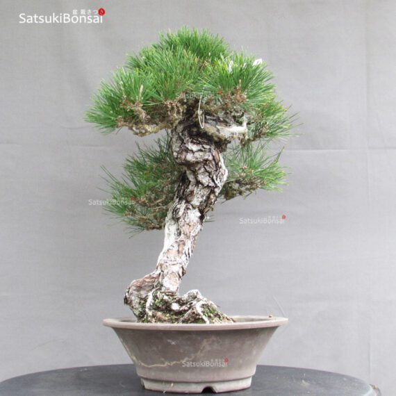 Pinus Thunbergii Kuromatsu YAMADORI RISERVATO - immagine 4