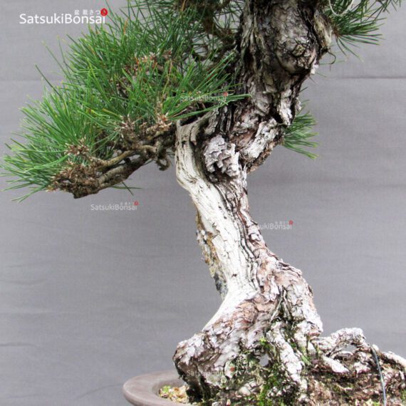 Pinus Thunbergii Kuromatsu YAMADORI RISERVATO - immagine 5